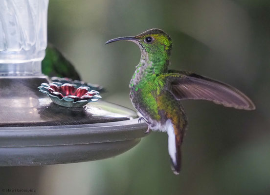 BRONZEKOPF-ELVIRAKOLIBRI, COPPERY-HEADED EMERALD, ELVIRA CUPREICEPS