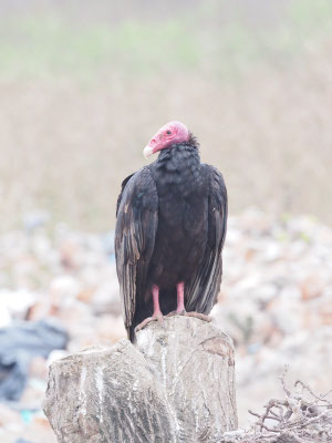 Truthahngeier, Turkey Vulture - Cathartes aura