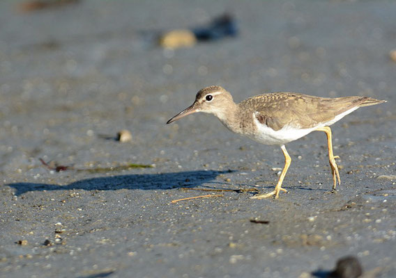 DROSSELUFERLÄUFER, SPOTTED SANDPIPER, ACTITIS MACULARIUS