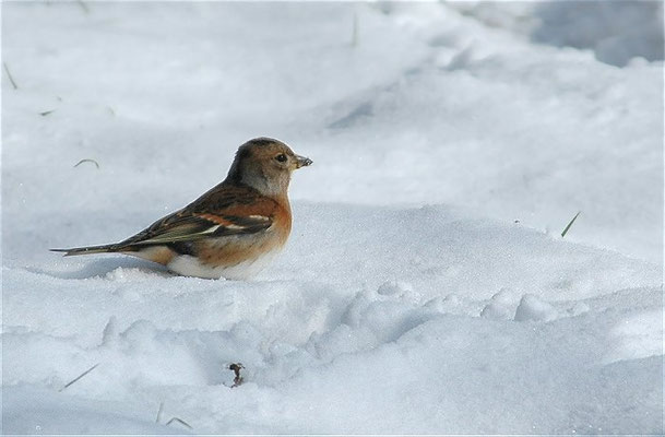 BERGFINK, BRAMBLING, FRINGILLA MONTIFRINGILLA