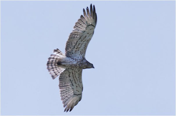 SCHLANGENADLER, SHORT-TOED EAGLE, CIRCAETUS GALLICUS
