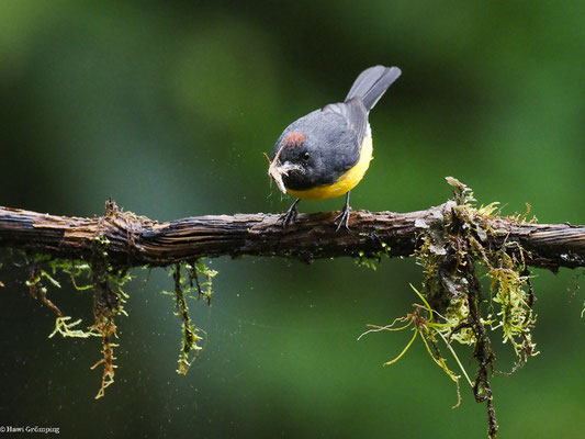 LARVENWALDSÄNGER, SLATE-THROATED WHITESTART - MYIOBORUS MINIATUS