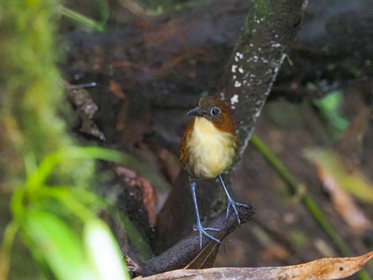 Gelbbrust-Ameisenpitta, Yellow-breasted Antpitta - Grallaria flavotincta