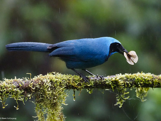 TÜRKISHÄHER, TURQUOISE JAY - CYANOLYCA TURCOSA