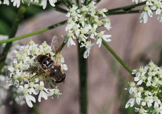 GLÄNZENDE KEILFLECKSCHWEBFLIEGE, ERISTALIS RUPIUM