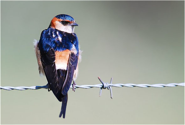 RÖTELSCHWALBE, RED-RUMPED SWALLOW, CECROPIS DAURICA