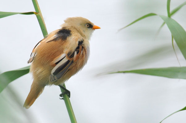 BARTMEISE, BEARDED REEDLING, PANURUS BIARMICUS