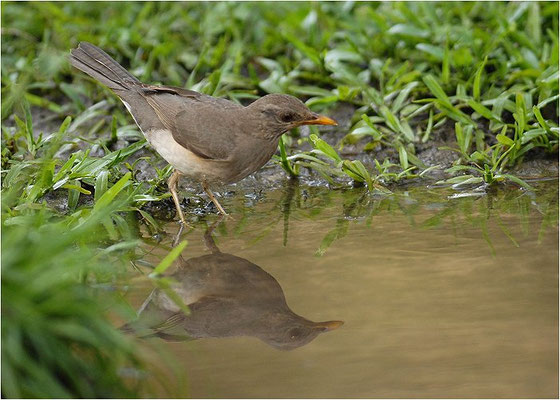 Afrikadrossel, African trush, Turdus pelios