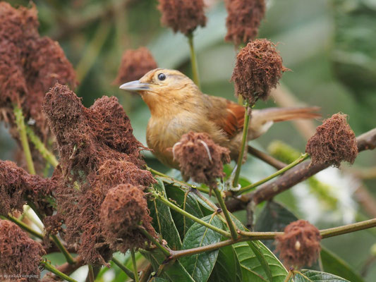 Ockerstirn-Blattspäher, Buff-fronted Foliage-gleaner - Philydor rufum