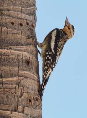 GELBBAUCH-SAFTLECKER, YELLOW-BELLIED SAPSUCKER, SPHYRAPICUS VARIUS