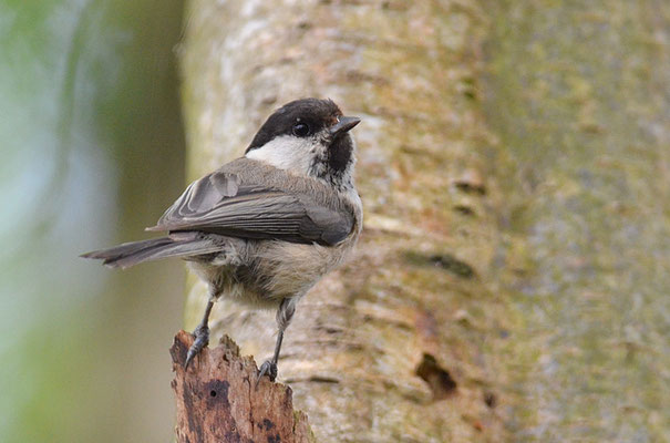 WEIDENMEISE, WILLOW TIT, POECILE MONTANUS
