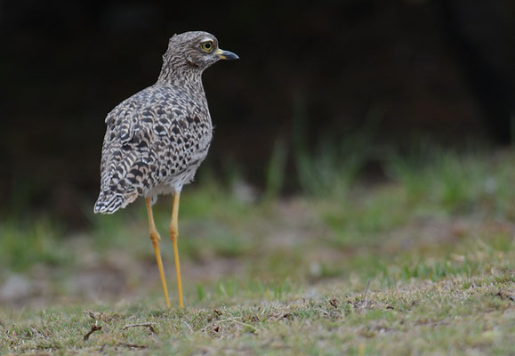 WAFFENKIEBITZ, BLACKSMITH LAPWING, VANELLUS ARMATUS