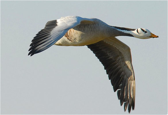STREIFENGANS, BAR-HEADED GOOSE, ANSER INDICUS