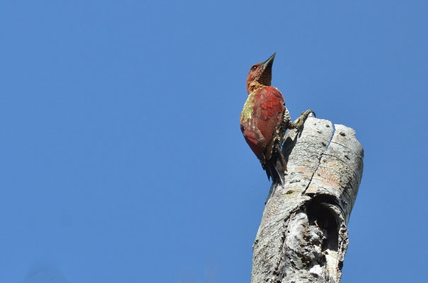 MENNIGSPECHT, BANDED WOODPECKER, PICUS MINEACEUS