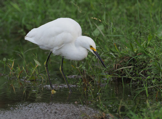 SCHMUCKREIHER, SNOWY EGRET, EGRETTA THULA