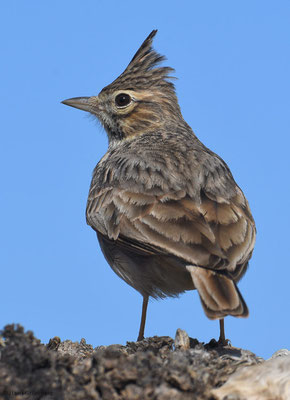 HAUBENLERCHE, CRESTED LARK, GALERIDA CRISTATA