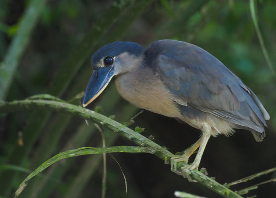 KAHNSCHNABEL, BOAT-BILLED HERON, COCHLEARIUS COCHLEARIUS