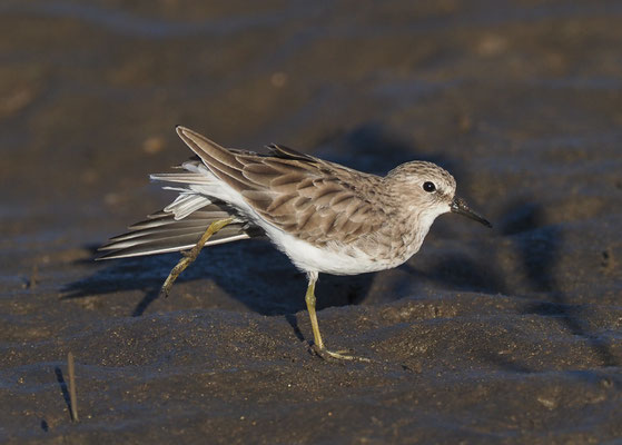 WIESENSTRANDLÄUFER, LEAST SANDPIPER, CALIDRIS MINUTILLA