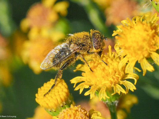 MATTE SCHWARZKOPFSCHWEBFLIEGE, MELANOSTOMA SCALARE