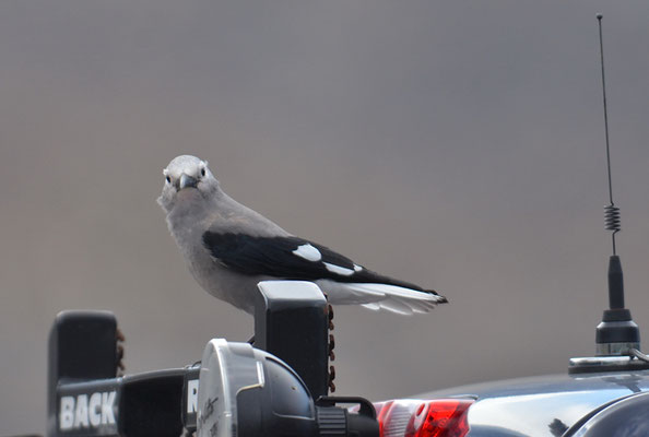 KIEFERNHÄHER, CLARK´S NUTCRACKER, NUCIFRAGA COLUMBIANA