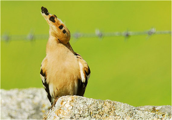 WIEDEHOPF, HOOPOE, UPUPA EPOPS