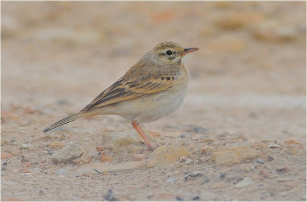 BRACHPIEPER, TAWNY PIPIT, ANTHUS CAMPESTRIS