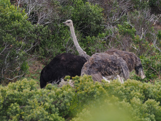 Strauß, common ostrich, struthio camelus - südafrika
