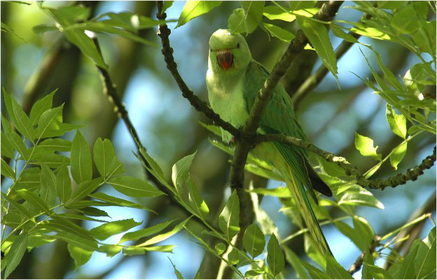 HALSBANDSITTICH, ROSE-RINGED PARAKEET, PSITTACULA KRAMERI