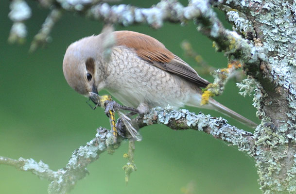 NEUNTÖTER, RED-BACKED SHRIKE, LANIUS COLLURIO