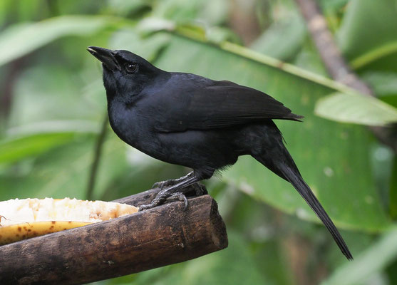 TRAUERSTÄRLING, MELODIOUS BLACKBIRD, DIVES DIVES