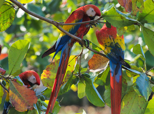 HELLROTER ARA, SCARLET MACAW, ARA MACAO