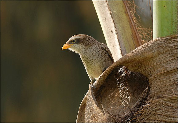 GELBSCHNABELWÜRGER, YELLOW-BILLED SHRIKE, CORVINELLA CORVINA
