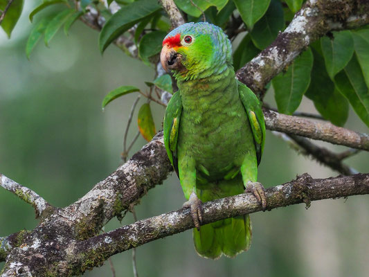 GELBWANGENAMAZONE, RED-LORED PARROT, AMAZONA AUTUMNALIS