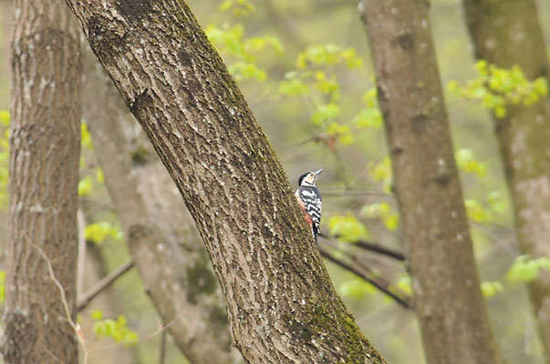 WEISSRÜCKENSPECHT, WHITE-BACKED WOODPECKER, DENDROCOPOS LEUCOTOS
