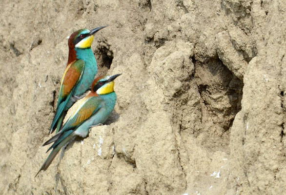 BIENENFRESSER, EUROPEAN BEE-EATER, MEROPS APIASTER