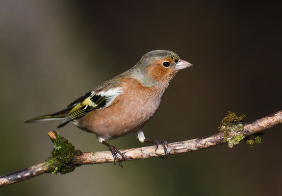 BUCHFINK, CHAFFINCH, FRINGILLA COELEBS