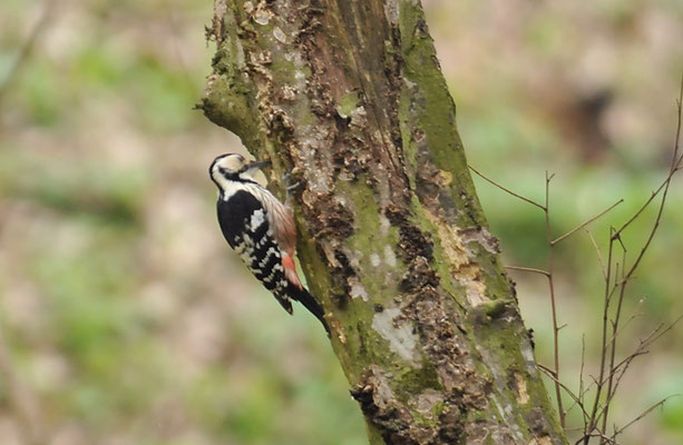 WEISSRÜCKENSPECHT, WHITE-BACKED WOODPECKER, DENDROCOPOS LEUCOTOS