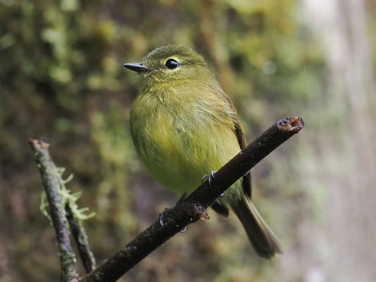 GELBZÜGEL-SCHNÄPPERTYRANN, FLAVESCENT FLYCATCHER - MYIOPHOBUS FLAVICANS