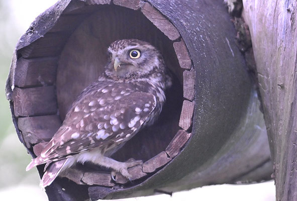 STEINKAUZ, LITTLE OWL , ATHENE NOCTUA