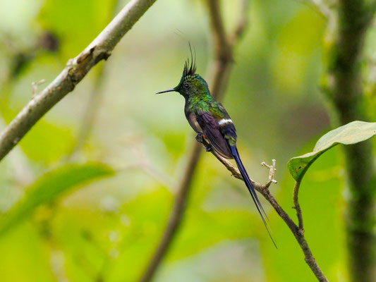 HAUBENFADENELFE, WIRE-CRESTED THORNTAIL - DISCOSURA POPELAIRII