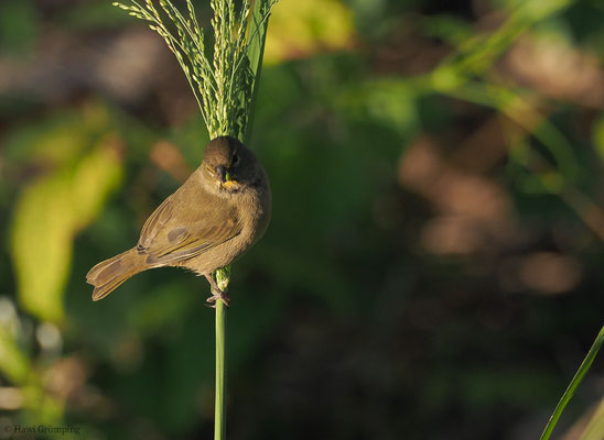 GOLDBRAUEN-GIMPELTANGARE, YELLOW-FACED GRASSQUIT, TIARIS OLIVACEA