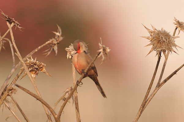 WELLENASTRILD, COMMON WAXBILL, ESTRILDA ASTRILD