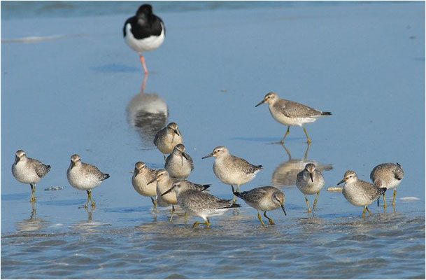KNUTT, RED KNOT, CALIDRIS CANUTUS