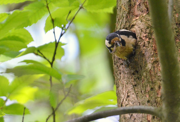 BUNTSPECHT, GREAT SPOTTED WOODPECKER, DENDROCOPOS MAJOR