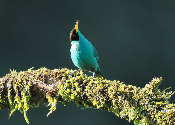 KAPPENNASCHVOGEL, GREEN HONEYCREEPER, CHLOROPHANES SPIZA
