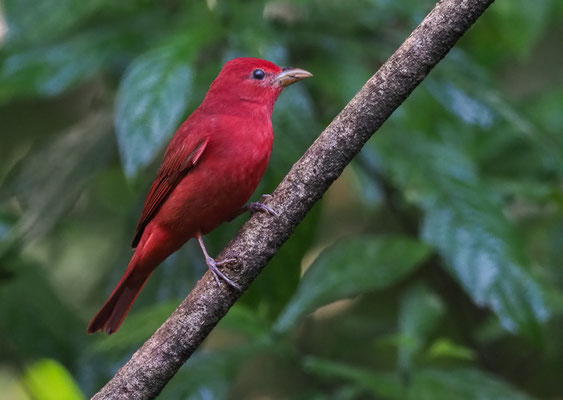 SOMMERTANGARE, SUMMER TANAGER, PIRANGA RUBRA