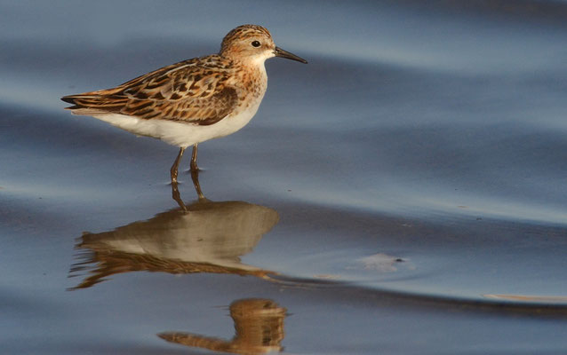 ZWERGSTRANDLÄUFER, LITTLE STINT, CALIDRIS MINUTA