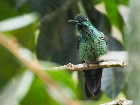 WESTANDEN-SMARAGDKOLIBRI, WESTERN EMERALD - CHLOROSTILBON MELANORHYNCHUS