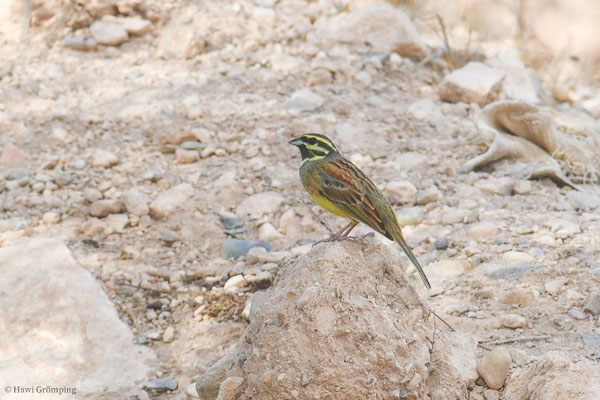 ZAUNAMMER, CIRL BUNTING, EMBERIZA CIRLUS