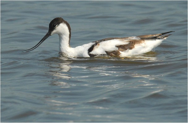 SÄBELSCHNÄBLER, AVOCET, RECURVIROSTRA AVOSETTA